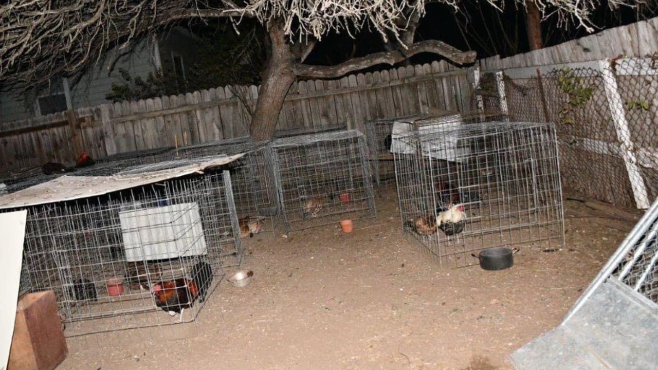 Los investigadores obtuvieron 
<b>evidencia en video</b> que mostraba a Mathis presuntamente provocando peleas entre gallos. 
<br>
<br>Asimismo, se documentaron antecedentes que lo vinculan con el 
<b>estrangulamiento previo de un perro</b>, además de múltiples reportes realizados al número 311 por presunto maltrato animal en ese mismo domicilio.