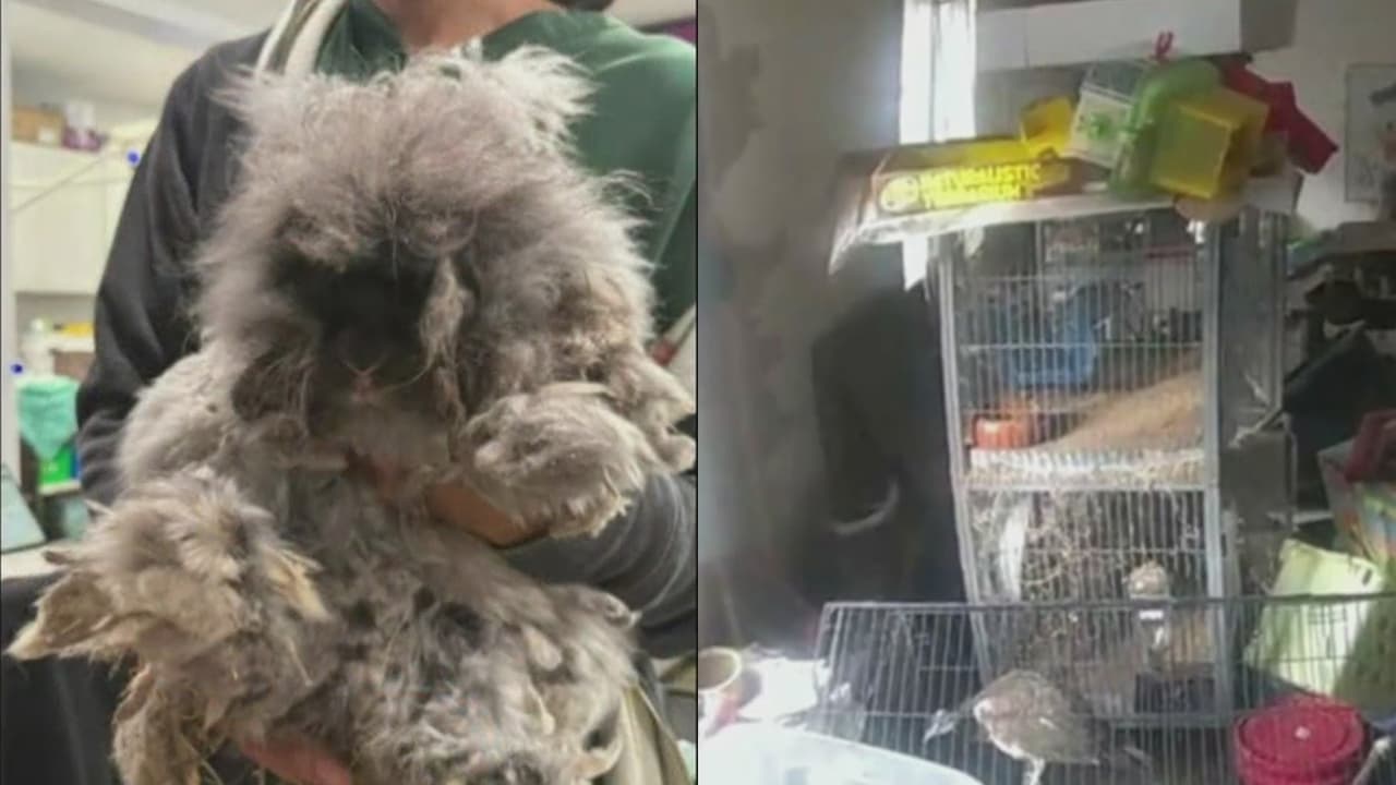 Rescatan 84 animales en condiciones insalubres en una propiedad de Warwick