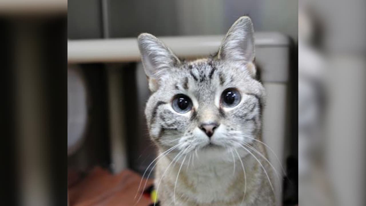 Hola, soy Cookie, un gatito dulce y curioso que busca un hogar para siempre.