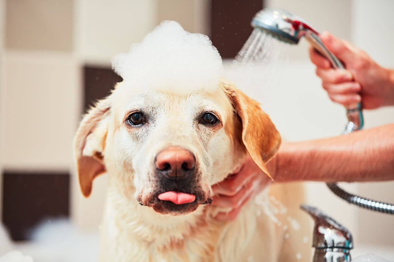 Aunque los shampoos para perros están pensados para que no tengan aromas por lo que ya te explicamos, muchas veces los canes pueden seguir percibiendo los olores. Si se restriegan en la tierra, para nosotros significa que se vuelven a ensuciar, pero para ellos es poder sacarse el olor del shampoo de su pelo.