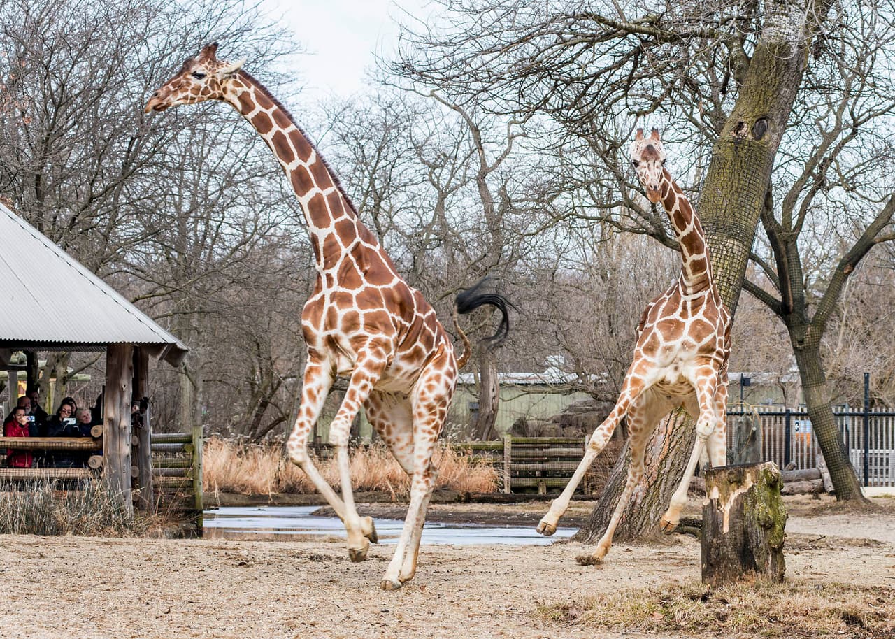 Con temperaturas en los 40 grados, las jirafas del zoológico de Brookfield, incluidas Arnieta (izquierda) y Potoka, se pueden ver en su hábitat al aire libre. Cuando están afuera por primera vez después del invierno, tienden a correr estirando las piernas.
