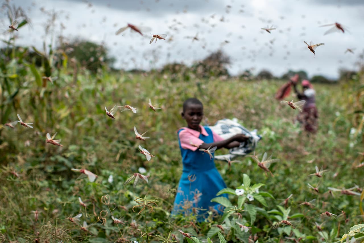 “Pueden imaginarse que un país que no ha visto algo así en 70 años no está preparado”, dijo sobre Kenia, el eje económico de África oriental y donde fueron tomadas estas fotografias el 24 de enero de2020. La plaga, que se atribuye en parte al cambio climático, ahora amenaza con expandirse a Sudán del Sur y Uganda, y las lluvias de las próximas semanas producirían nueva vegetación y una nueva ola de reproducción. 
<br>