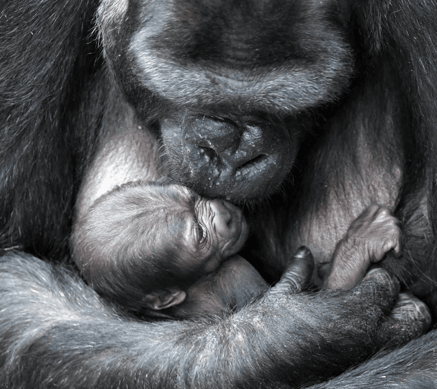 Estas son las primeras imágenes de Koola, una gorila en cautiverio en el zoológico de Brokefield, con su tercer hijo.