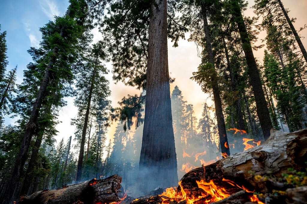 Washburn, un incendio forestal que amenaza el bosque de secuoyas gigantes más grande del 
<a href="https://www.univision.com/local/fresno-kftv/incendio-forestal-washburn-parque-nacional-yosemite-reportado-cierran-temporalmente">Parque Nacional Yosemite, en California</a>, 
<b>aumentó más del doble en un solo día</b>.
