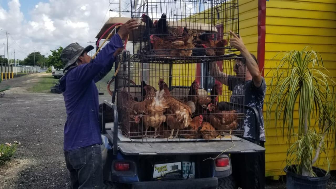 #UnaGallinaParaLissette: la campaña que comenzó como una broma de radio