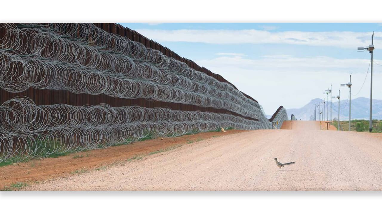 'Bloqueado' por el muro: la imagen ganadora del concurso Fotógrafo de Aves 2021