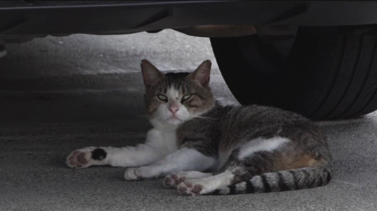 Denuncian gatos callejeros y excremento con gusanos en jardín de vecindario de Sacramento