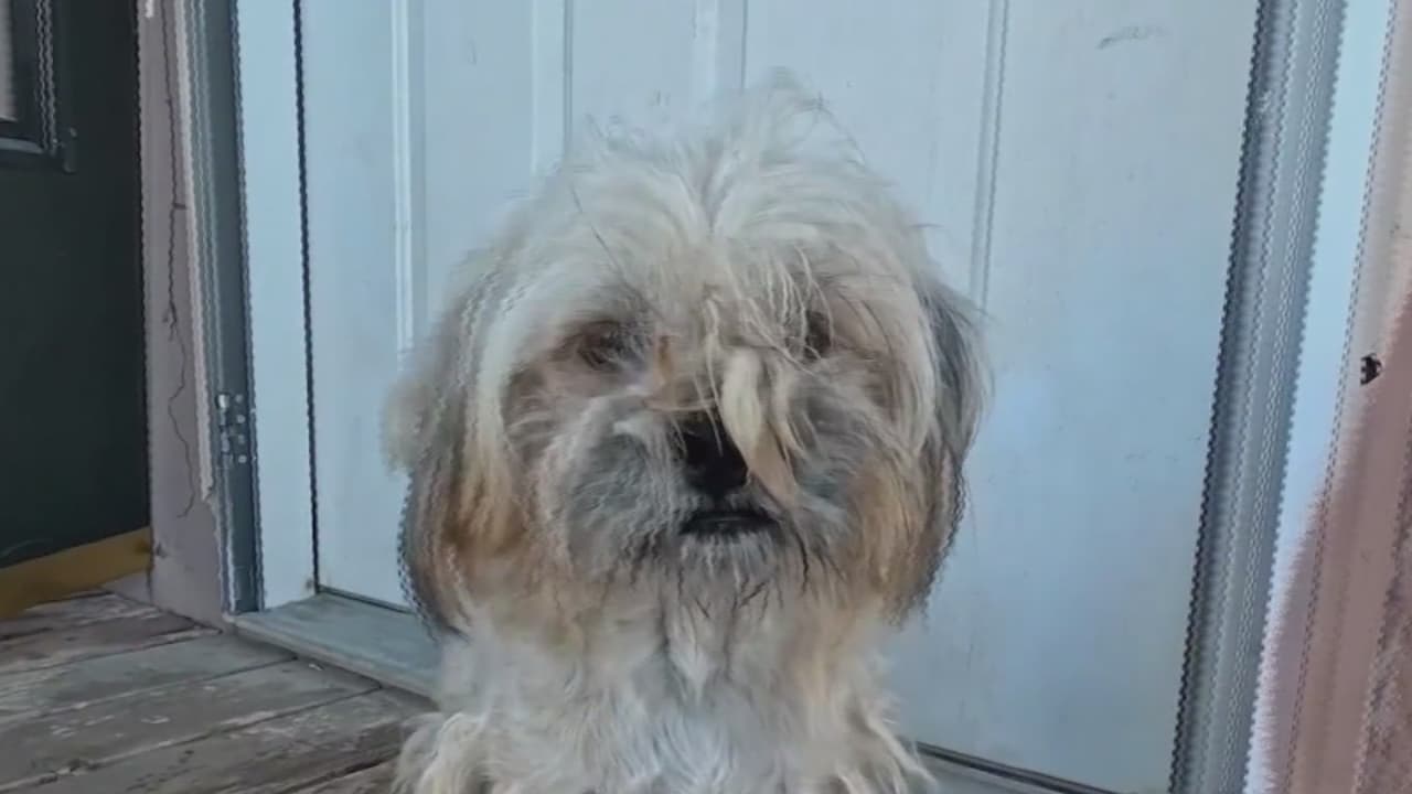 Hallan varios animales en condiciones deplorables en el condado de Maricopa