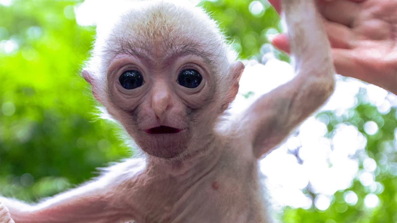 Nace un bebé primate en Dallas Zoo, pero sus papás no lo aceptan