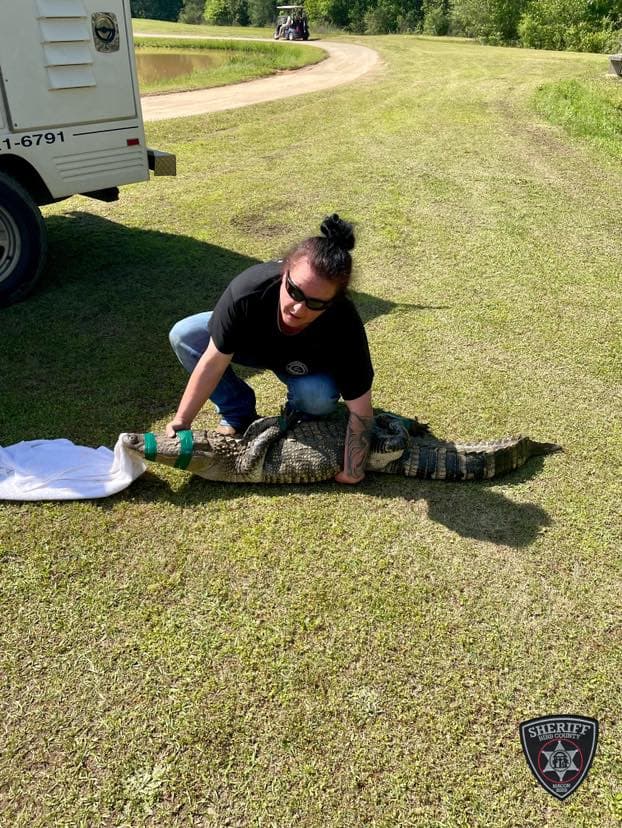 El pasado mes de abril, las autoridades retiraron un par de cocodrilos que habían invadido un campo de golf.