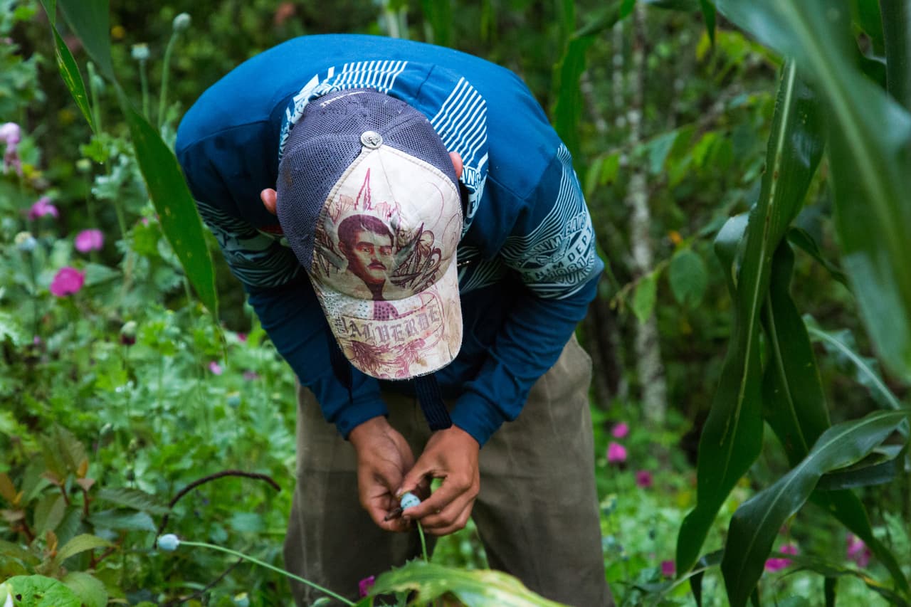 Los pequeños productores de amapola pueden vender el kilo de opio de 1.000 a 1.500 dólares aproximadamente. En EEUU, el kilo de heroína llega a costar unos 35 mil dólares.