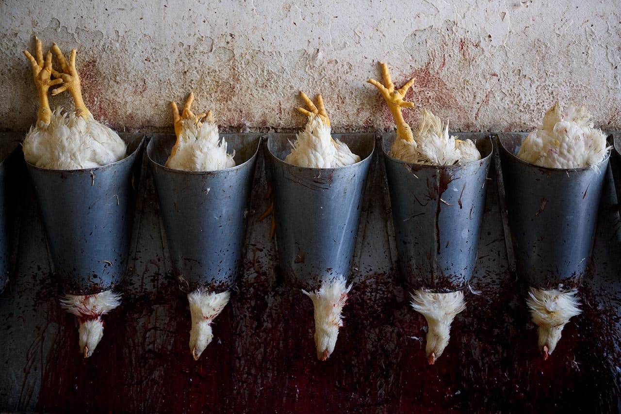 Estos son los conos de matanza que se utilizan en los mataderes donde no disponen de una línea de procesado.
<i>Oaxaca, 2017.</i>