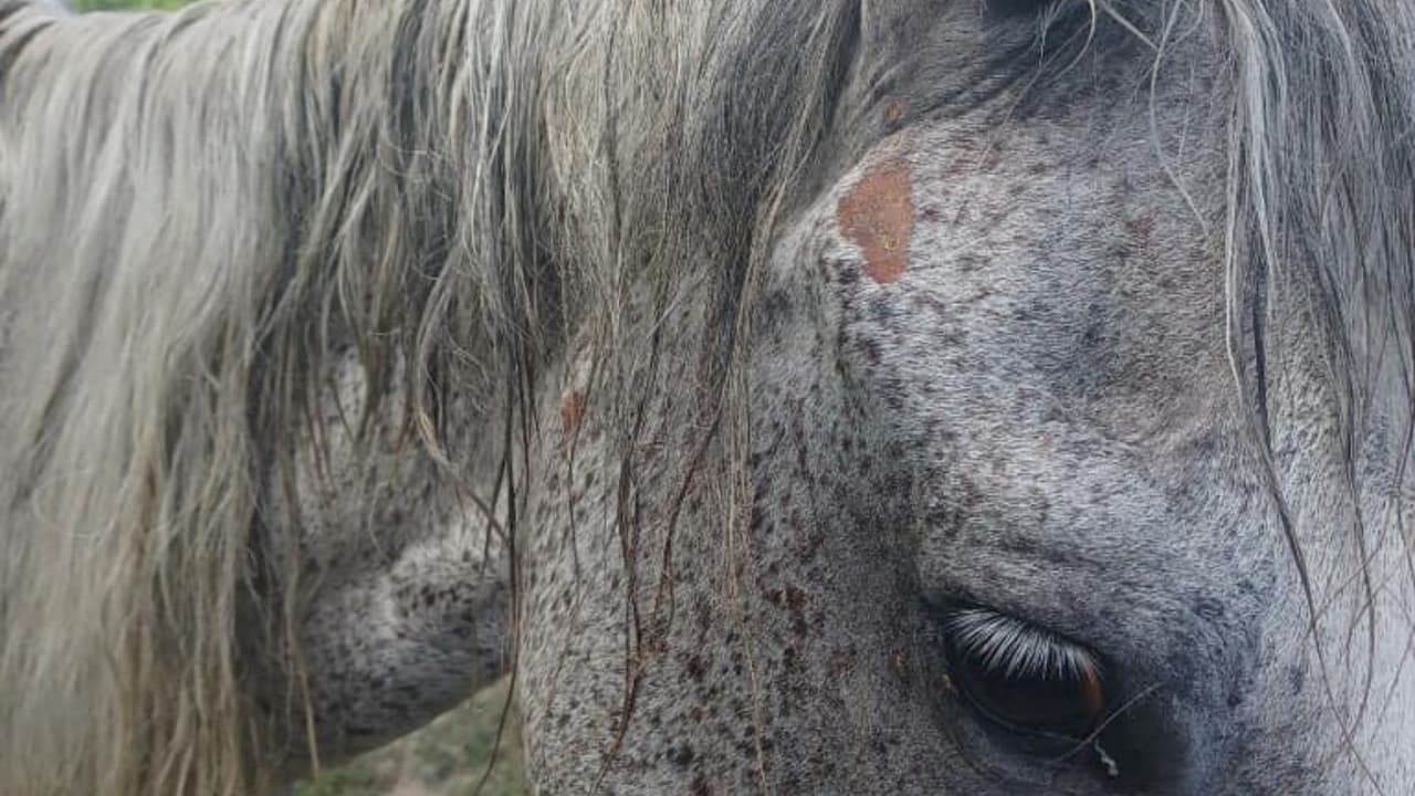 El animal se encontraba en un establo privado situado en la manzana 9600 de Zaka Road, en el noroeste del condado de Harris.