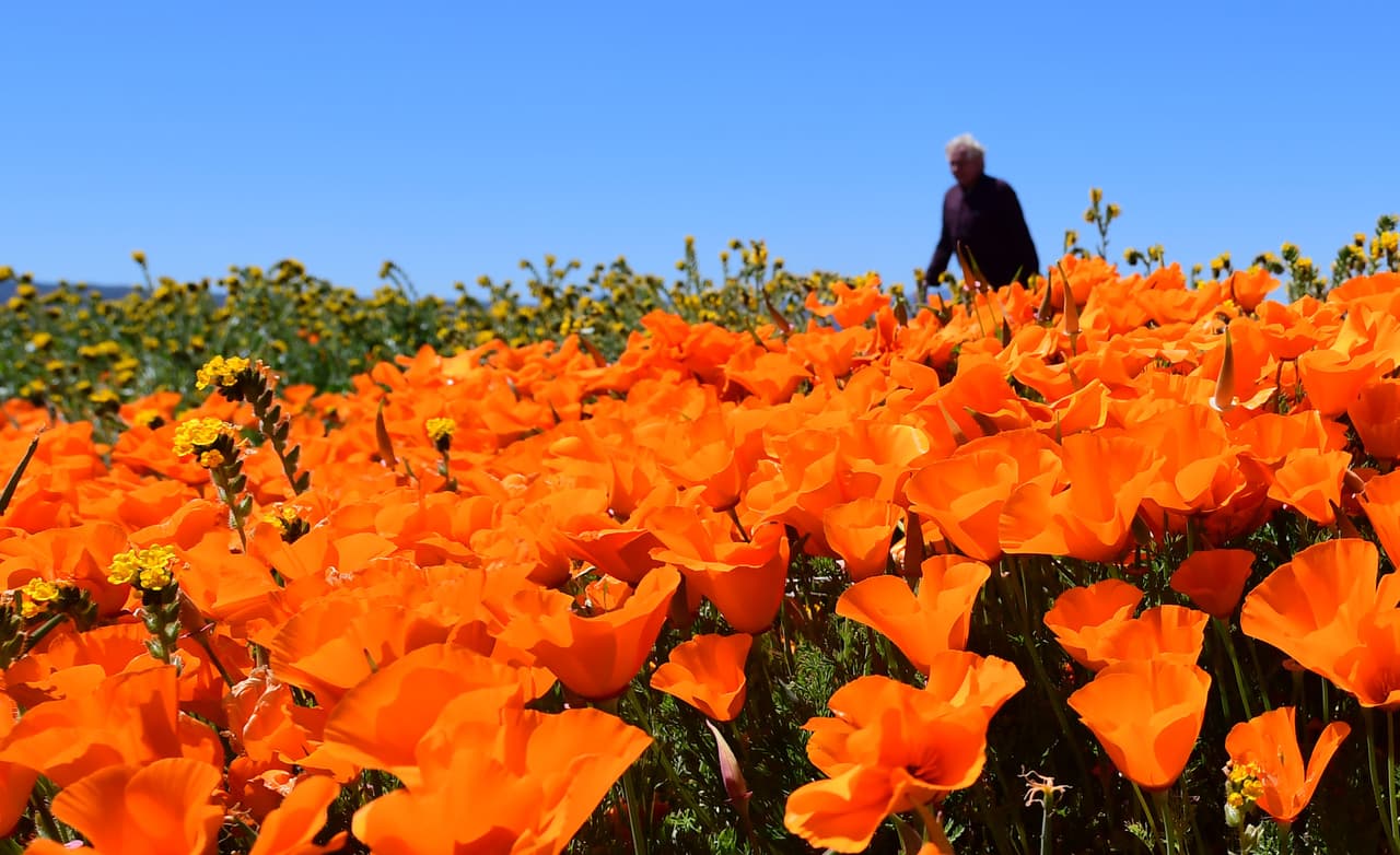 Se espera que la temporada de flores silvestres dure hasta mediados de mayo.
