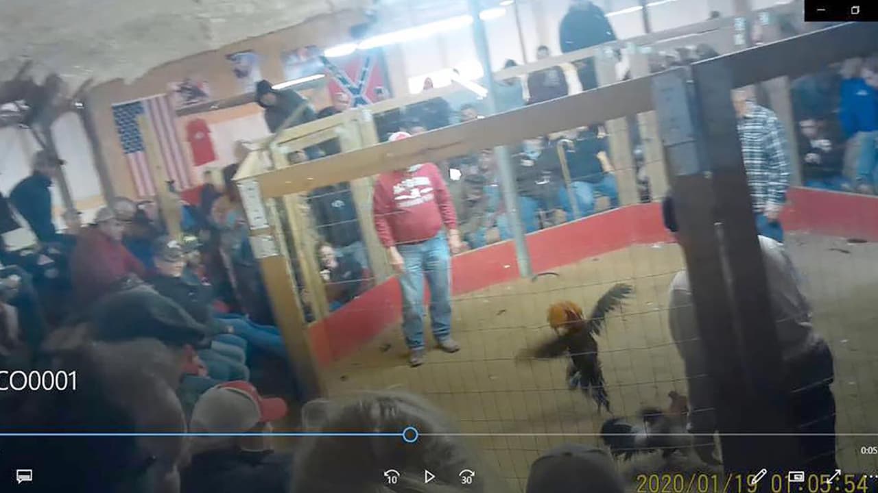 El procedimiento denominado "Operación Amanecer”, se ejecutó en Midville y resultó con 178 personas procesadas por cargos relacionados con peleas de animales o juegos de azar. Se incautaron cerca de 800 gallos, se confiscaron decenas de miles de dólares en ganancias de juegos de azar, así como armas de fuego y drogas ilegales.