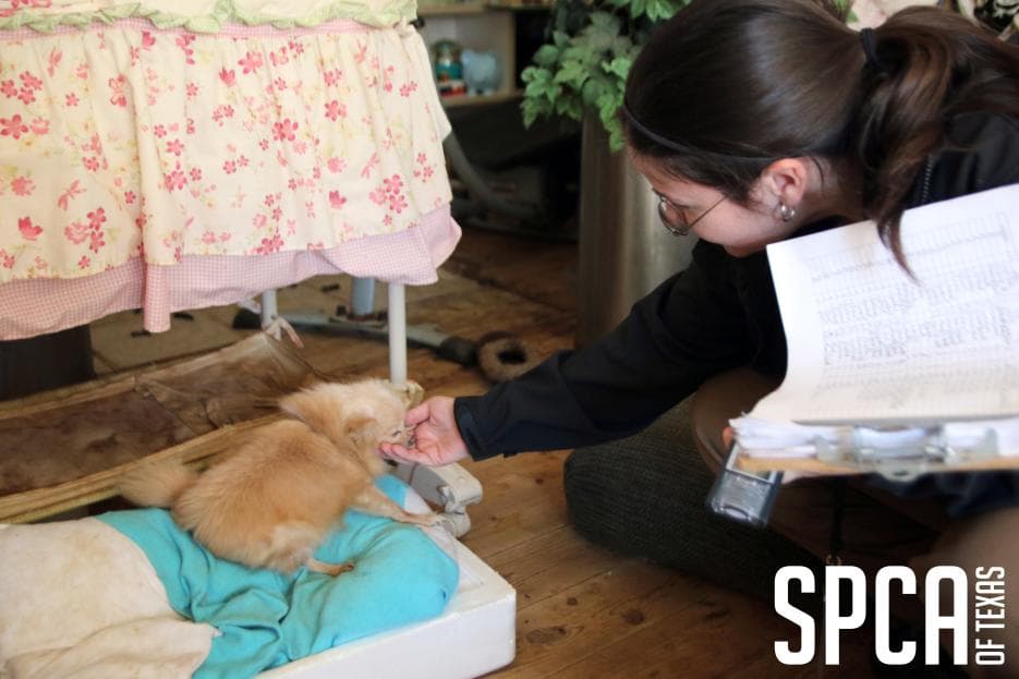 Algunos animales tienen miedo de la interacción con los humanos