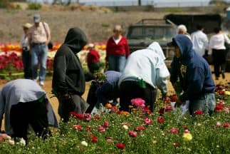 Trabajadores en un campo de California. El sector agrícola se ha visto severamente afectado al dejar de recibir las visas tipo H2-A para contratar trabajadores temporales y levantar cosechas.