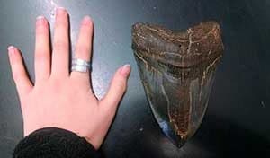 Dientes de Megalodón