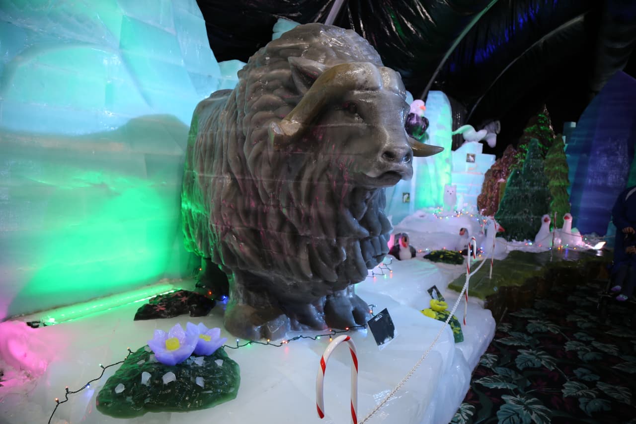 Este gigante polar se conoce como buey almizclero, una especie que se encuentra en Groenlandia y el ártico canadiense.