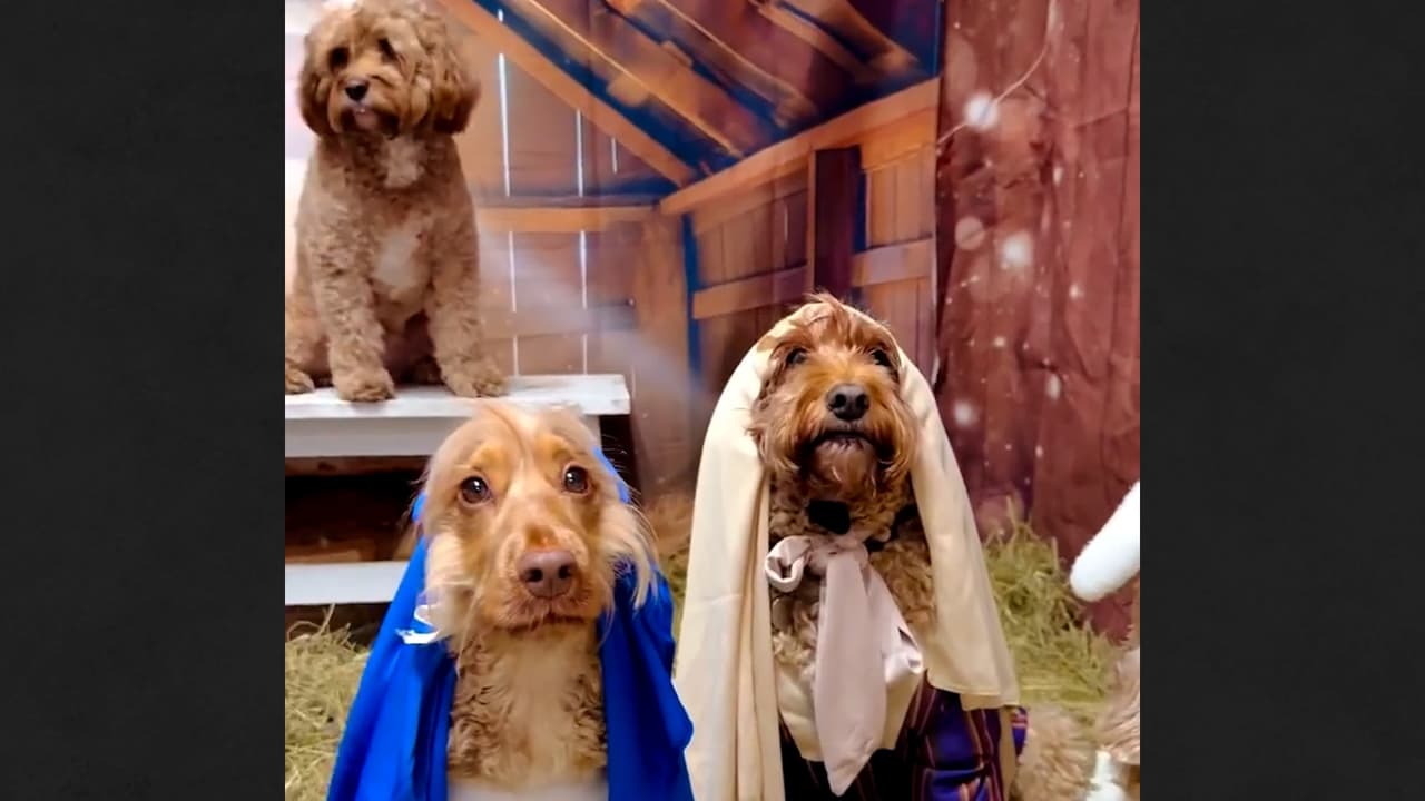 Como de postal: perritos de una guardería son los protagonistas de este pesebre