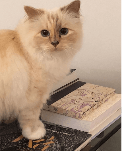 En la entrevista con Numéro Homme, el encargado de la Casa de Alta Costura Chanel y Fendi, declaró sentir un gran amor por su mascota.
<br>