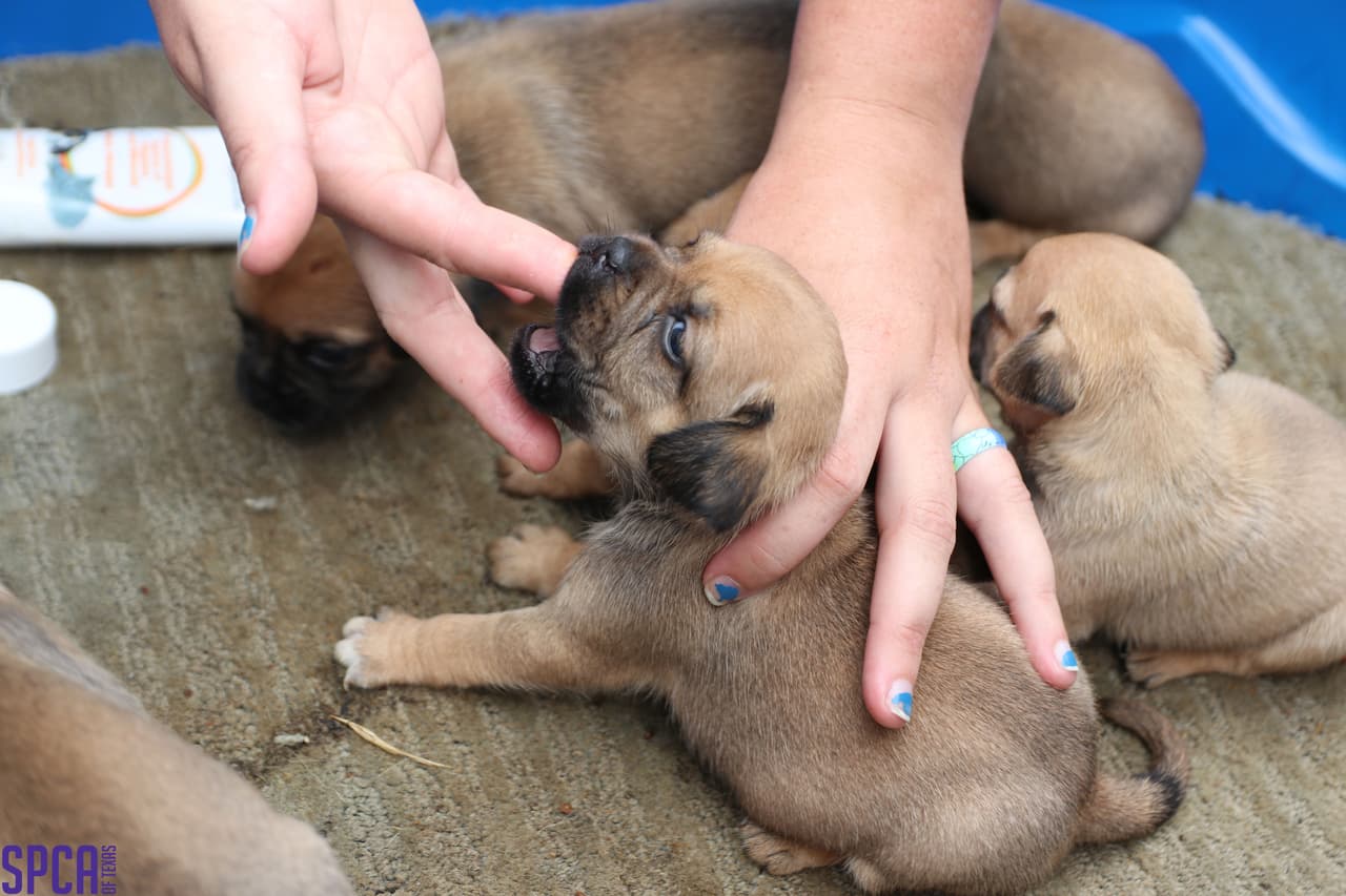 Dos de los perros y los cachorros fueron encontrados en un garaje lleno de heces.