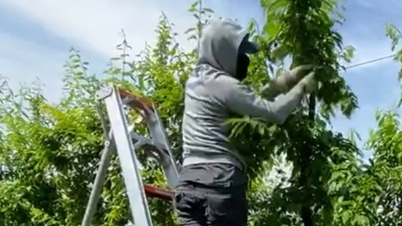 Ciriaco Flores en el campo