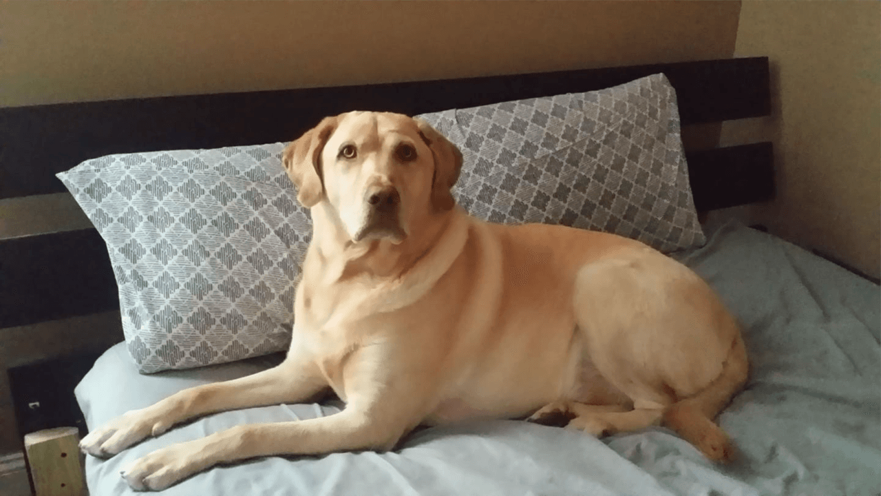 "El es Simba, es muy noble y amoroso, lo queremos mucho".