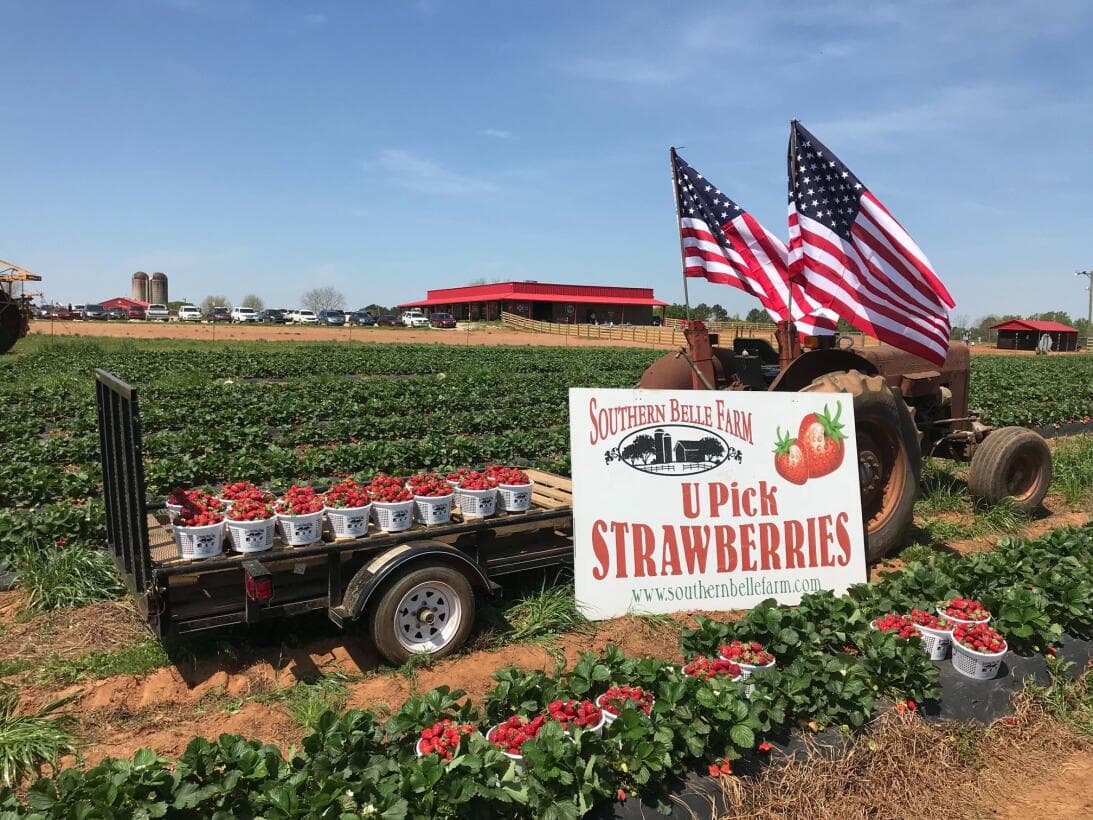 <b>3. Date una vuelta por los “ranchos”</b>. Si siempre te has quejado de que no queda tiempo para visitar el campo, hoy es tu oportunidad. Ve a una de las 
<b><a href="https://www.univision.com/local/atlanta-wuvg/mejores-granjas-para-visitar-en-georgia-durante-la-primavera-2023-fotos">mejores granjas que tiene el estado</a></b> y recoge los frutos con tus propias manos, mientras pasa un día de diversión al aire libre.