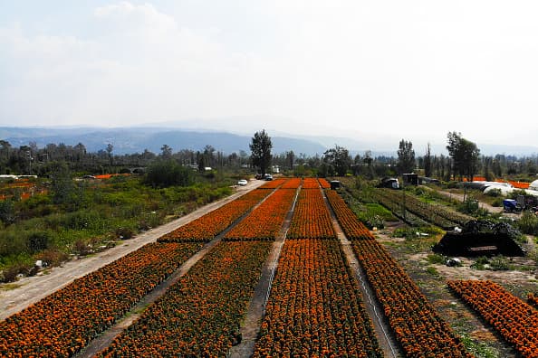 Aunque el productor señaló que el método de cultivo de la flor es sencillo, aseguró que ésta también puede verse afectada por una plaga conocida como ‘cenicilla’, la cual puede destruir rápidamente gran parte de la producción.
<br>