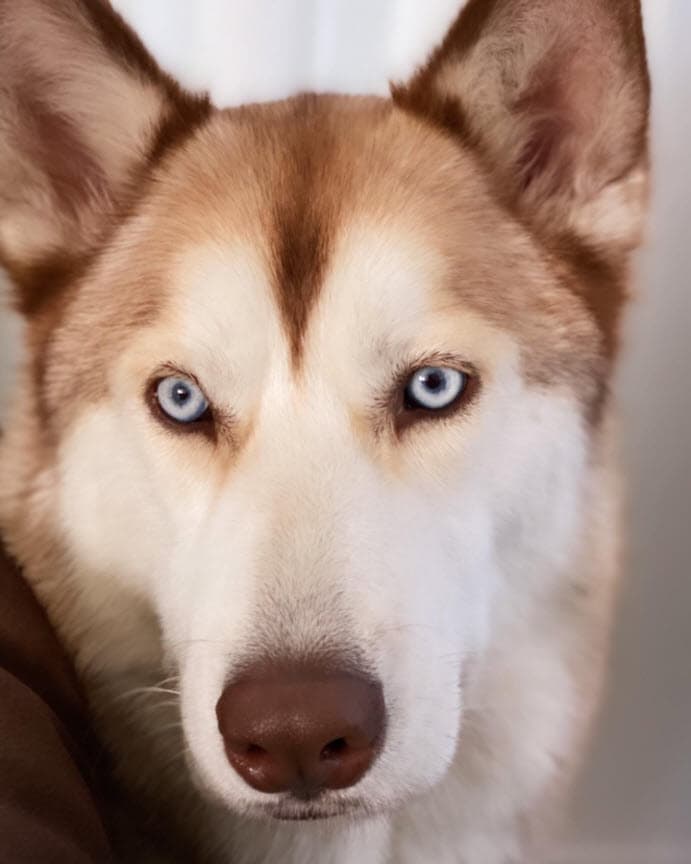 "¡Hola a todos! Hace 2 días Aquiles, nuestro perro, 
<b>se salió de la casa de mis papás</b> (quienes me lo estaban cuidando) en Chula Vista C.A.", explica al inicio de su mensaje.
<br>