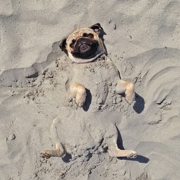 Este Pug se ve que disfruta estar enterrado en la arena.