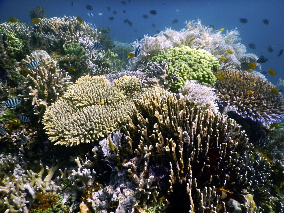 Scientists say the reef at the front slope of Nonoc Island, Philippines, has had the most spectacular growth. Researchers hope the discovery will provide opportunities to learn about new solutions for the conservation of coral reefs.