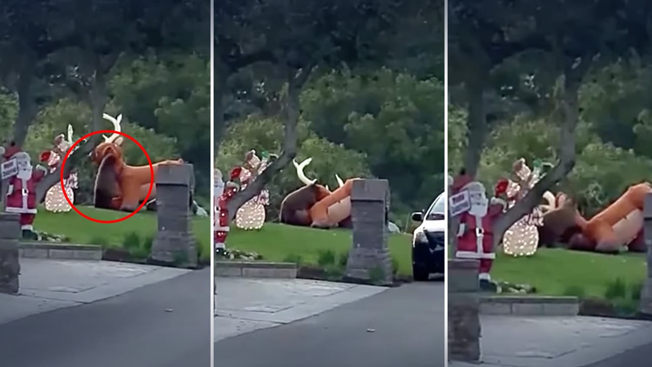Video capta momento en que oso demuestra no tener espíritu navideño