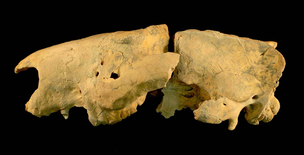 El material fósil encontrado por un equipo de paleontólogos de la Universidad de Nueva Gales del Sur indica que el león marsupial pasaba cerca de 25 kilos, pasaba parte de su vida trepado en los árboles y que era omnívoro.