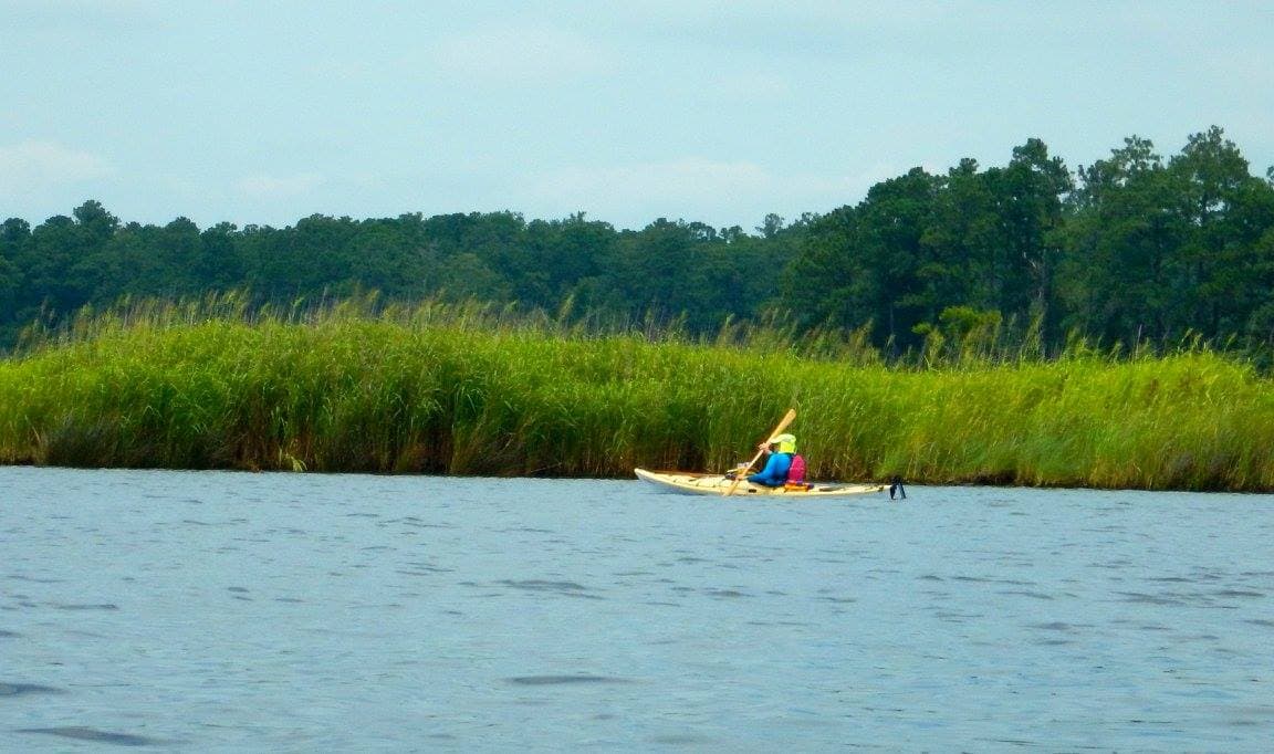 Los hábitats estuarinos del parque se pueden explorar a pie o remando por el río Pamlico.