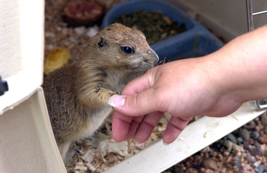 <b>¿Cómo se diagnosticó por primera vez la viruela del mono en los EEUU?</b>
<br>En 2003, los científicos de la Clínica Marshfield en Marshfield, Wisconsin, recuperaron un virus parecido a un poxvirus de uno de los primeros pacientes y del perrito de las praderas del paciente. 
<br>
<br>Las pruebas de laboratorio en los CDC, incluidos varios ensayos basados en PCR que buscan ADN de poxvirus, microscopía electrónica y secuenciación de genes, confirmaron que el agente causante de la enfermedad era el virus de la viruela del mono.