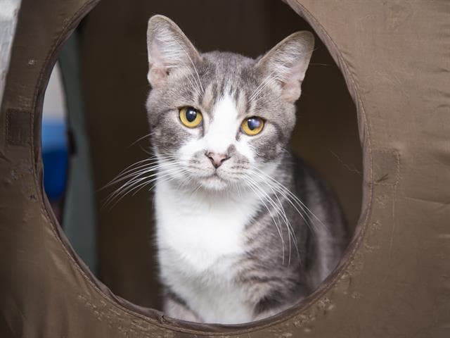 Del 11 de julio al 31 de julio, la Sociedad no cobrará tarifa de adopción gracias a Bissell Pet Foundation. Estás viendo a Jester, niño de 4 años.