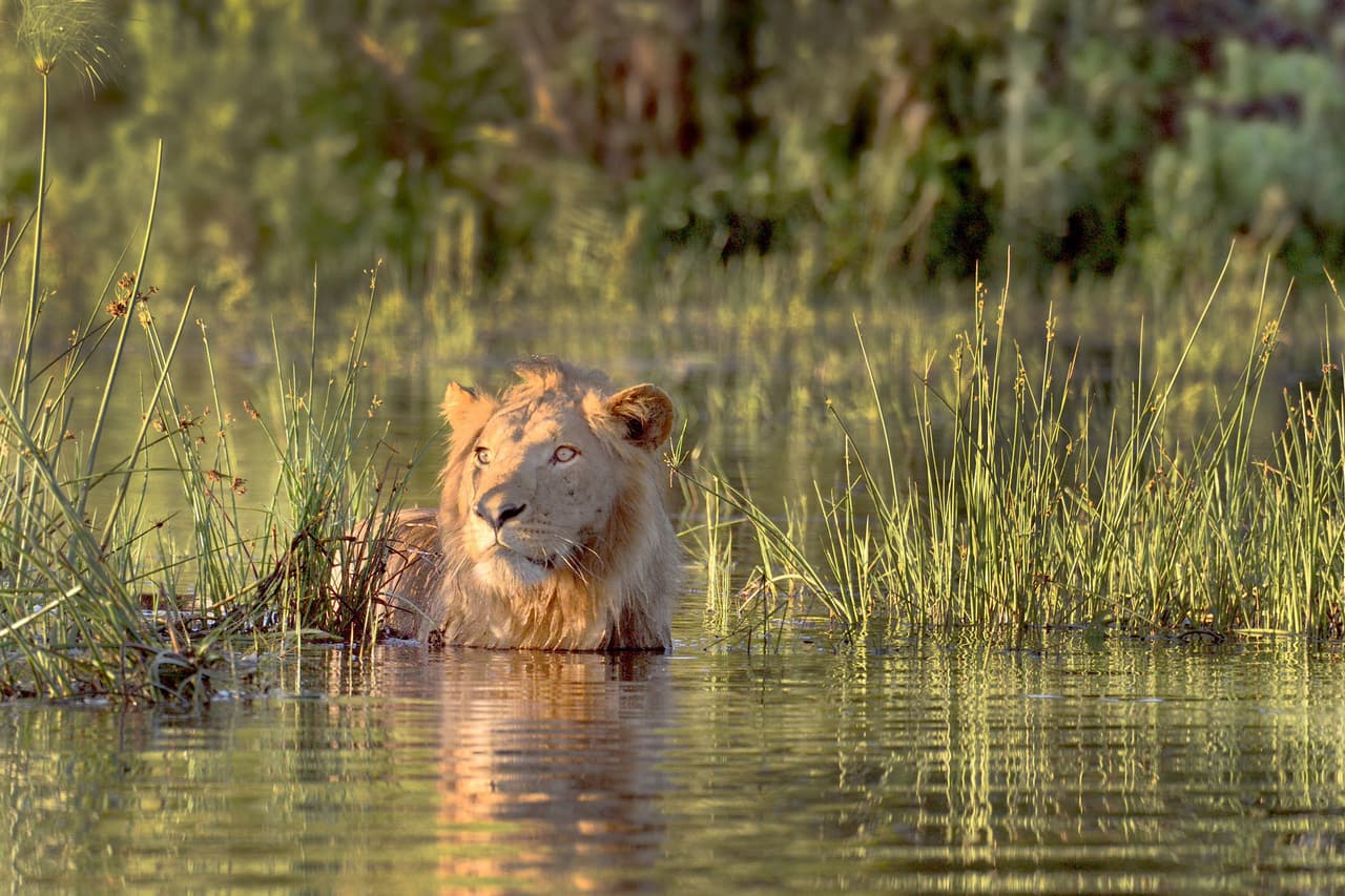 Marna Van der Walt, 47, de Johannesburg, South Africa, fue quien capturó el miedo en los ojos de la bestia.