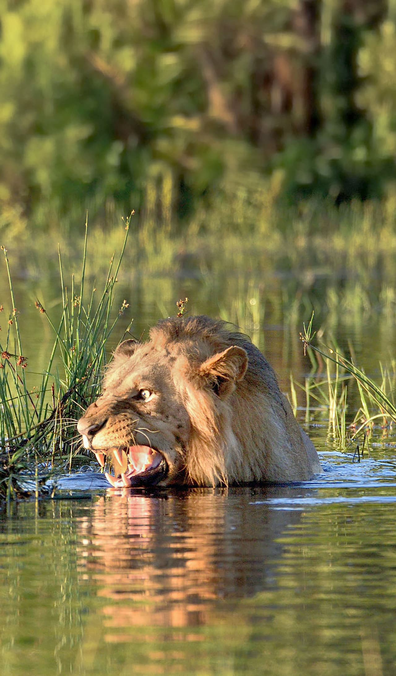 Hasta las más grandes fieras tienen miedo de vez en cuando