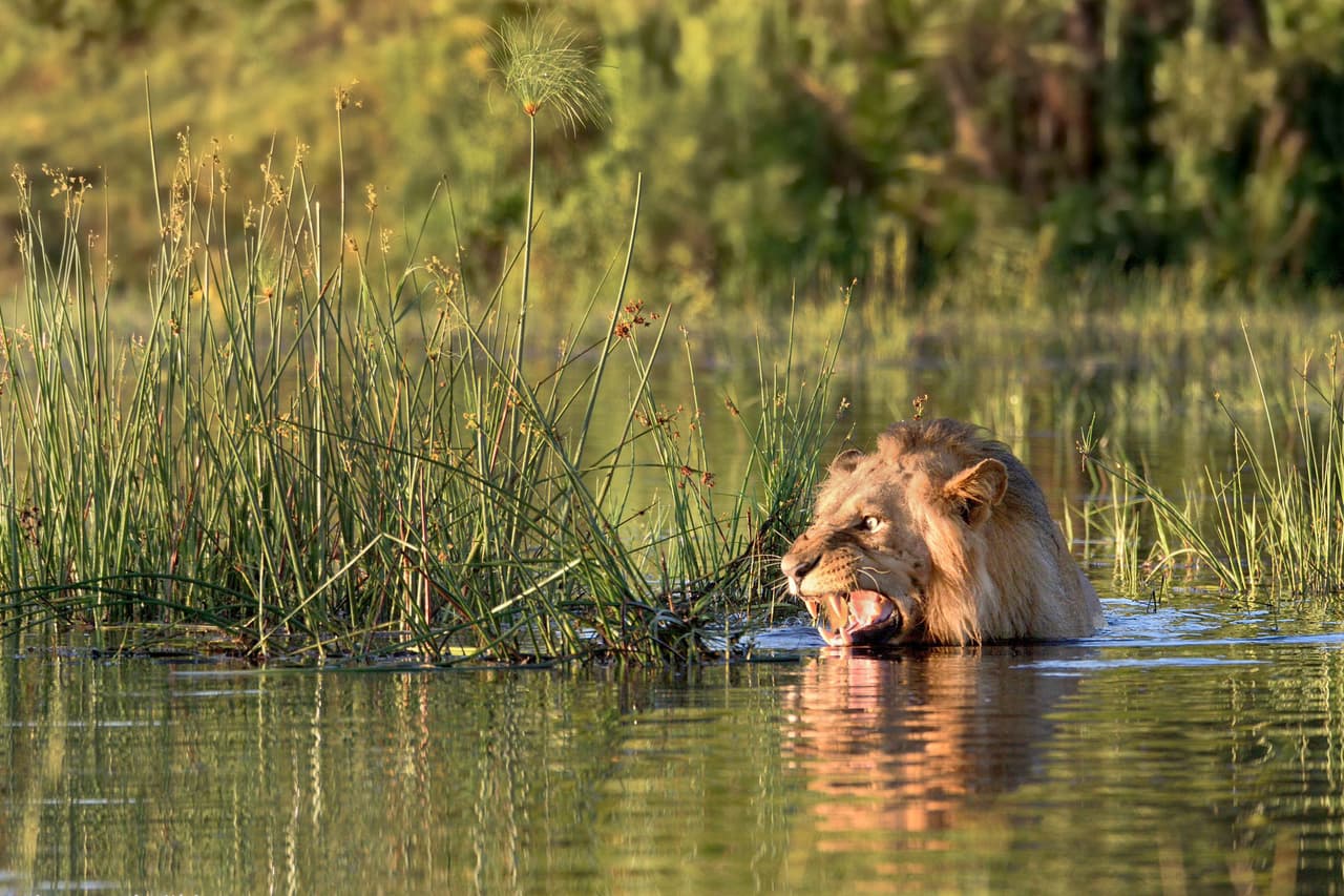 El león pudo salir del agua sin problema, pues el cocodrilo ni siquiera se movió. ¡Pero su expresión de terror quedó impresa en estas fotos!