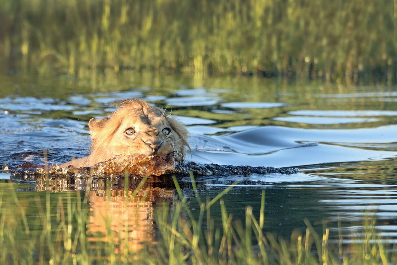 "Nunca había visto nada igual. Fue muy especial e increíble ver lo que el gran gato hizo, y la emoción de terror en su cara. ¡Fue súper gracioso!", dijo.