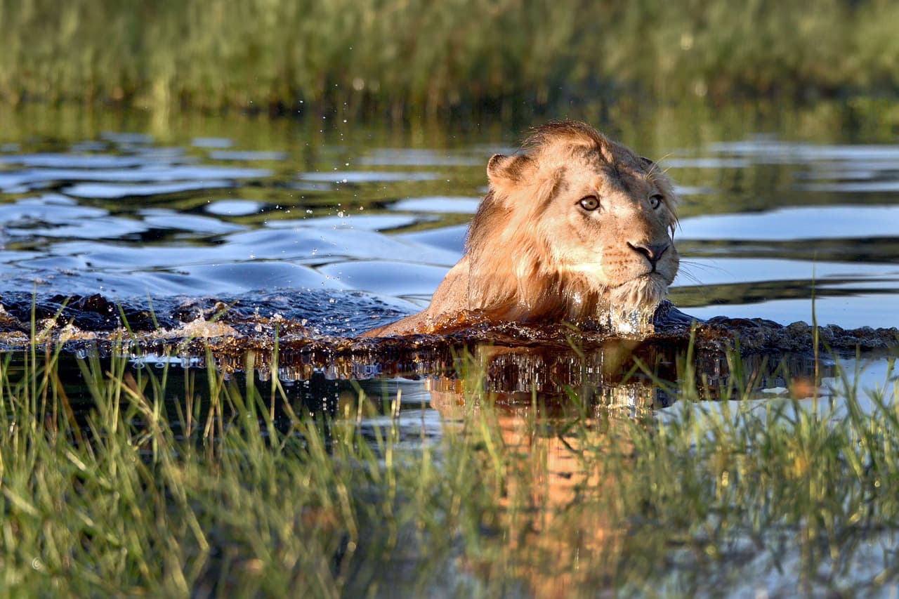 Inmediatamente la fiera salió huyendo despavorido del agua.
