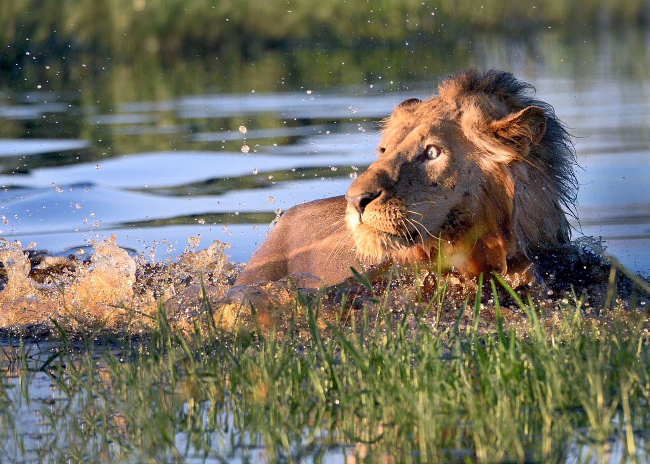 Tomaba una ducha tranquila como cada mañana cuando notó la presencia del reptil.
