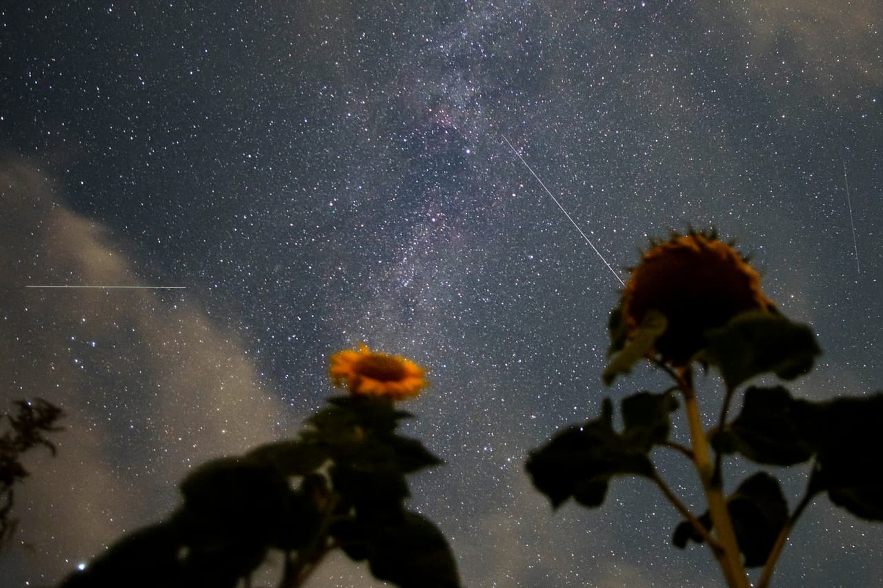 Las perseidas sobre los girasoles en Altendorf. La intensidad en la luz que producen estos meteoros también puede variar. Algunas perseidas son llamadas ‘bolas de fuego’ por la NASA porque son partículas que tienen un tamaño más grande del promedio y producen más luz y color durante más tiempo.