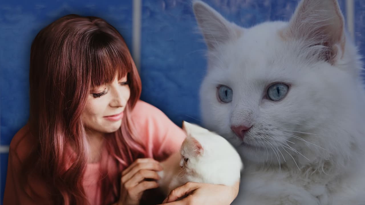 Texana clona a su gato porque "quería honrar su vida"; el procedimiento le costó $25,000