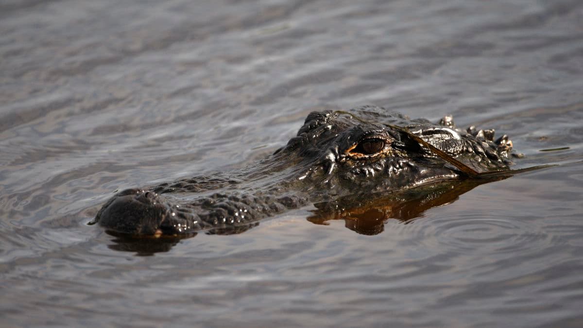 Hallan cadáver mordido por un cocodrilo en las Carolinas