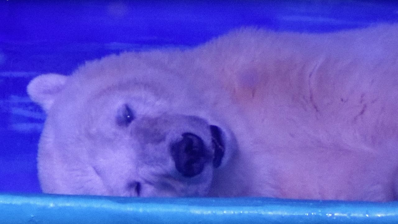 Británicos le ofrecen nuevo hogar al 'oso polar más triste del mundo'