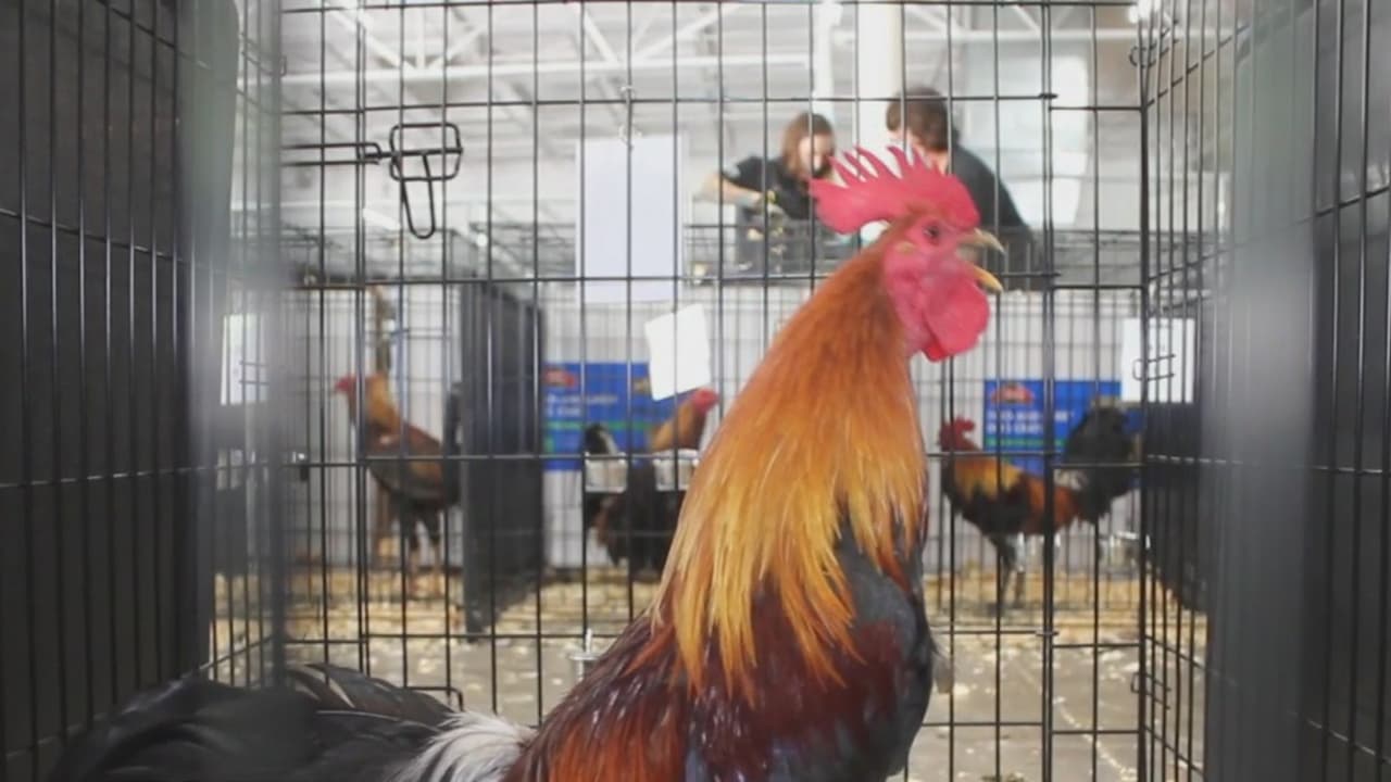 Lo detuvieron por una infracción de tránsito sin saber que cargaba 55 gallos (y ocho gallinas) dentro del vehículo