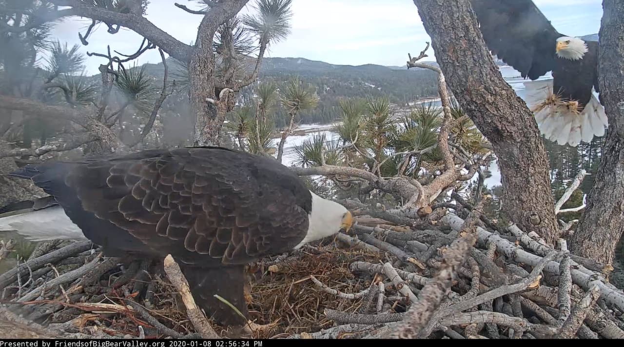 Sin embargo, si un compañero muere o no regresa al sitio de anidación para la temporada de reproducción, los estudios muestran que el águila sobreviviente generalmente encontrará un nuevo compañero muy rápidamente. El compañero restante probablemente usará el nido existente con un nuevo compañero debido a la fuerte fidelidad del sitio del nido de las águilas.